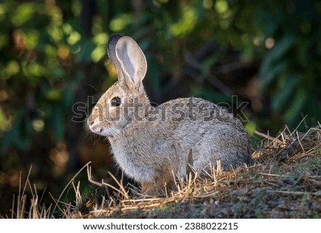 Closeup of a beautiful Riverine rabbit. 
