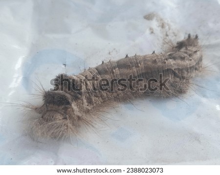 nice view of caterpillar it looking very beautifulIt is also important to ensure children can recognize oak processionary moth caterpillars and their nests and know to stay away from them,” said Heine