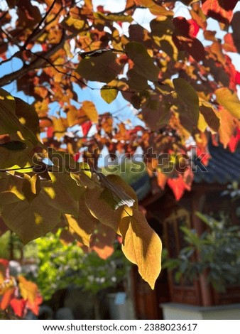 Beautiful Autumn leaves season picture