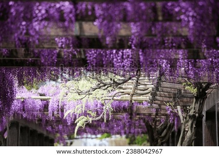 Wisteria flowers in full bloom at Toba Water Environmental Conservation Center