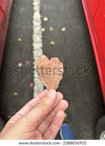 Unique love-shaped leaf, a symbol of nature's beauty and serendipity.