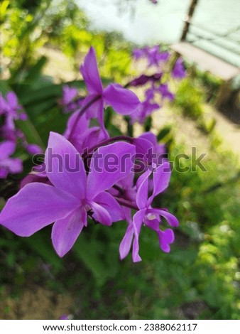 closeup of purple orchid flowers with blurred background