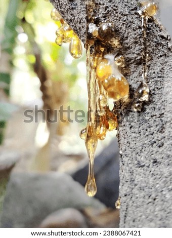 Orange tree sap comes out of the trunk