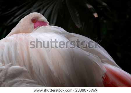 Close up photo of a red flamingo