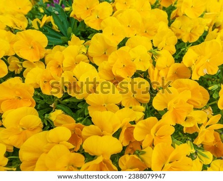 Close up of yellow pansies