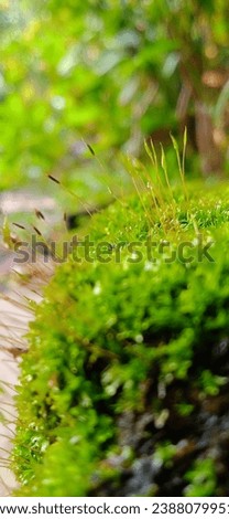 Moss green grass morning image 