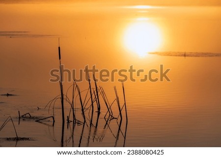 cattail in the reflection of the sun at dawn, lake, autumn