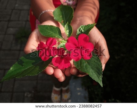 a girl holding red impatient flower