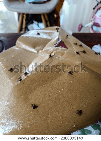 "Miniature Civilization: A Community of Ants Treading on Cardboard"