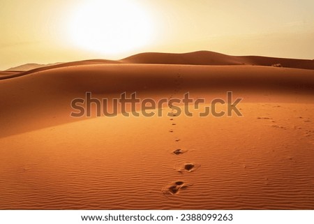 Footsteps in the Merzouga Desert Royalty-Free Stock Photo #2388099263