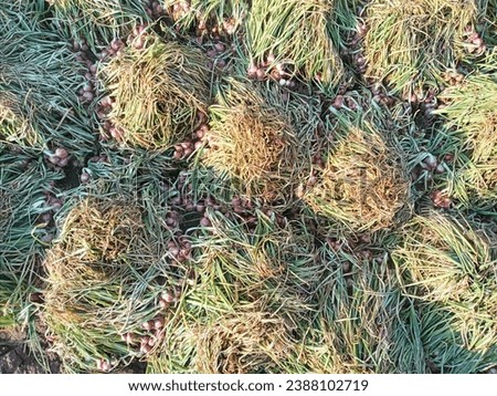Group of Red Onions at the Field During Harvest Season in A Hot Summer Day