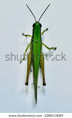 Cricket grasshopper Top view stock photo