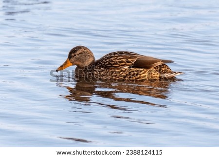 A duck swims in the cold water of a river in winter.