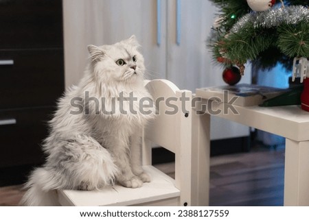 Close up view of a white persian chinchilla cat in a chair against a background of a Christmas tree. Royalty-Free Stock Photo #2388127559
