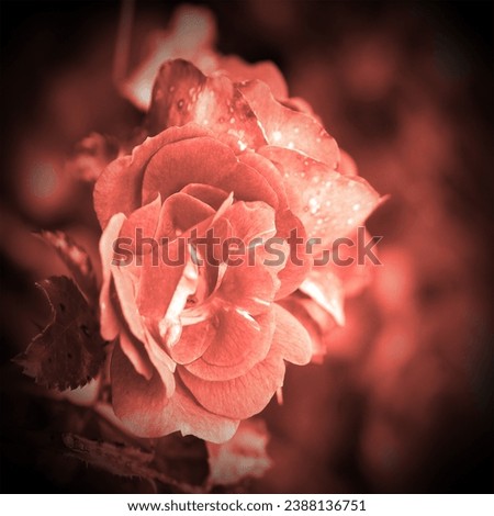 Red blooming rose, red natural background for text