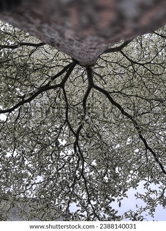 Sky View from bottom of bushido tree Royalty-Free Stock Photo #2388140031