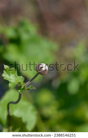 Anemone Frilly Knickers flower bud - Latin name - Anemone hybrida Frilly Knickers Royalty-Free Stock Photo #2388146251