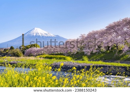Cherry blossoms and Mt.Fuji at Ryuganbuchi in Fuji City, Shizuoka Prefecture Royalty-Free Stock Photo #2388150243