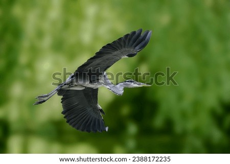 The grey heron (Ardea cinerea) is a long-legged wading bird of the heron family. Royalty-Free Stock Photo #2388172235
