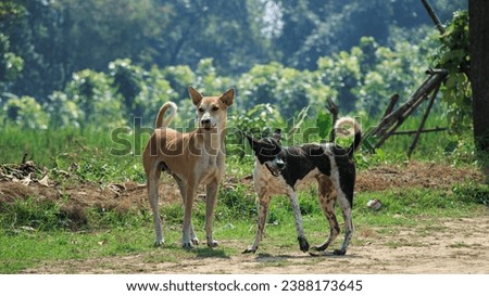 Street dogs, known in scientific literature as free-ranging urban dogs, are unconfined dogs that live in cities