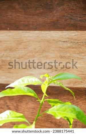 Beautiful green leaf twigs with wooden pattern concrete wall for background, backdrop and wallpaper.

