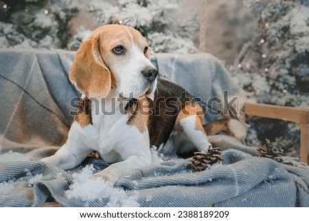 Beagle dogs in winter scenery with lights and Christmas trees. holiday, New Year, interior, christmas 
