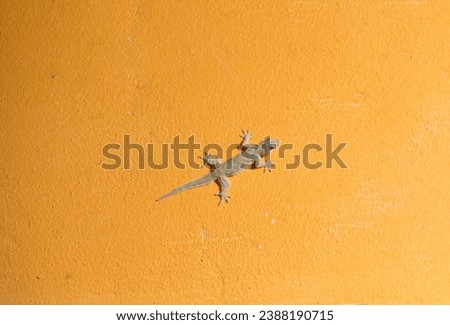 A reptile lizard that typically has a long body and tail, four legs, and rough skin on walls.