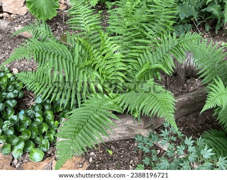  Worm fern, Dryopteris filix-mas, is a poisonous forest plant that is also used as a medicinal plant Royalty-Free Stock Photo #2388196721