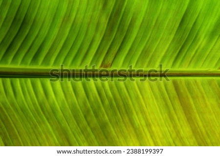 Сlose up green leaf texture, natural plant background