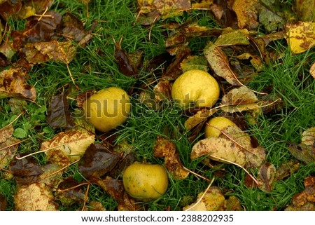 autumn apples on the ground