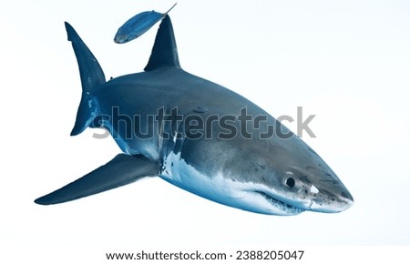 Great White Shark: Apex predator with a powerful jaw and keen sense of smell.