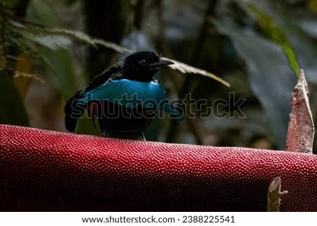 Male Vogelkop Lophorina or Lophorina niedda is a species of bird in the family Paradisaeidae. It is endemic to the Bird's Head Peninsula in New Guinea Royalty-Free Stock Photo #2388225541