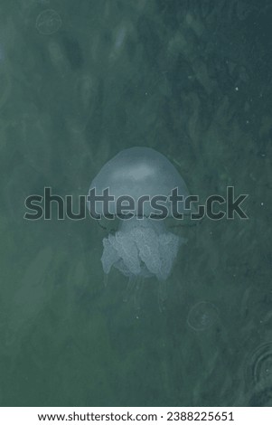 large blue jellyfish in green sea water