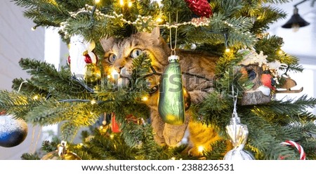 Funny cat is sitting on the Christmas tree. Hooliganism of a pet, sabotage, damage to the decor. Christmas, New Year. Royalty-Free Stock Photo #2388236531