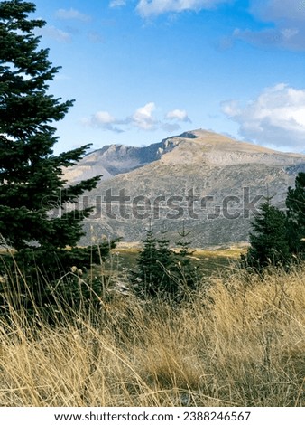 pine trees in the foreground landscape from Uludag in the background. High quality photo