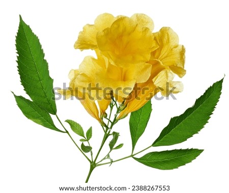 Yellow trumpet flower, Tecoma stans, Yellow flowers isolated on white background with clipping path                                   