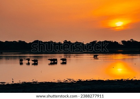 a group of buffalos silhouette at sunrise