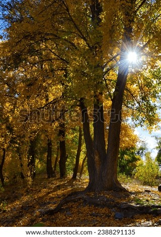 Beautiful landscape autumn landscape. The sun's rays break through the yellow crown of the trees.