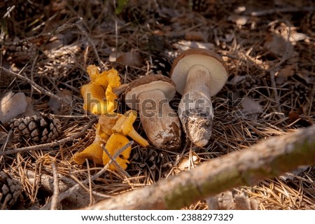 Crop of forest edible mushrooms - boletus and chanterelle mushrooms. Porcini mushrooms (cep, porcino or king bolete, usually called boletus edulis) and chanterelle mushrooms in pine tree forest  floor