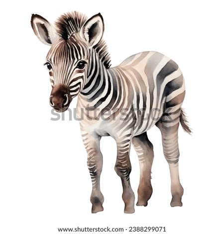 Watercolor baby zebra. Vector illustration with hand drawn zebra. Clip art image.