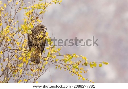 Common Buzzard in autumn mountain
