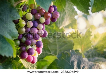 Multicolored not ripe berries of a black wine grape with leaves, soft blur background. Summer day on French vineyard with a closeup grape cluster for your industry of winemaking or winery.
