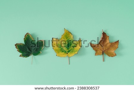 Creative layout of colorful autumn leaves on pastel green background. Season concept. Minimal autumn or fall idea. Autumn aesthetic background. Flat lay, top of view.