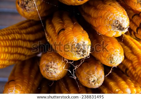 Dried corn for animal feed and cultivate