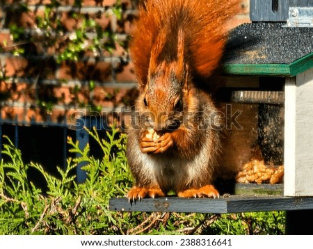 brown squirrel in the garden Royalty-Free Stock Photo #2388316641