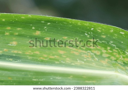 Orange corn rust fungus, Puccinia sorghi, on leaf of cornstalk. Fungus control, plant disease and yield loss maize. Royalty-Free Stock Photo #2388322811