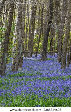 A beautiful carpet of Bluebells in bluebell woods Royalty-Free Stock Photo #2388324603