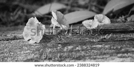 gray scale pictures of mushrooms