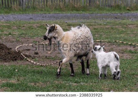 Portrait of a white rustic domestic goat with a kid on the lawn in the yard. Village milk. Wool. A family of goats.
