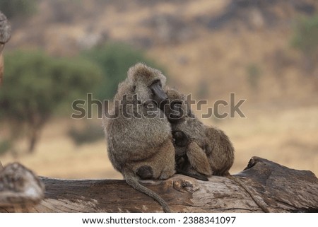 Animal, Tanzania, Africa, nature, baboon